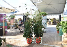 Smakevolle en en weerstand tegen Phytophthora: Cherrytomaat Honeycomb F1. "Prachtige oranje cherrytomaat. Zeer zoete vruchten met een uitstekende smaakkwaliteit, ze zijn rijk aan antioxidanten, vitaminen en mineralen. Krachtig en productief, met veel vruchten per plant. Deze winterharde plant, resistent tegen Phytophthora, is gemakkelijk te telen in de tuin. Deze middelvroege variëteit wordt geoogst van juli tot oktober, afhankelijk van de klimatologische omstandigheden."